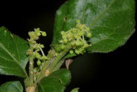 Image result for Erythrococca