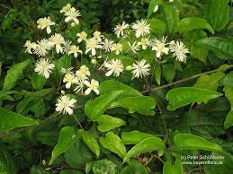 Image result for Thesium wilczekianum