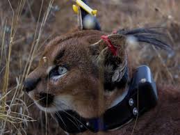 Caracal cat classification / caracal caracal taxonomy. The Urban Caracal Project Panorama