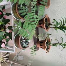 Image result for Phyllanthus ovalifolius