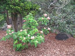 Image result for Mussaenda rivularis