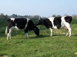 Conozcamos Esta Semana A La Raza Bretonne Pie Noire La Mas Pequena De Las Razas Francesas Su Produccion Lechera Es Honrosa En Regimen De Explotacion Extensi