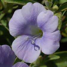 Image result for Ceropegia neofurcata