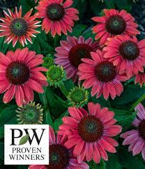 Proven winners direct supplies proven winners shrubs, perennials, annuals, grasses, and gardening essentials. Proven Winners Wholesale Wisconsin Wholesale Nursery Green Bay