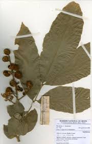 Image result for Glenniea