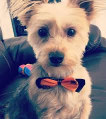 Lost dog found in Naples FL