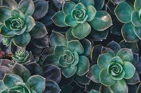 Mac wallpaper desktop desktop wallpapers tumblr wallpaper computer wallpaper notebook mac wallpaper aesthetic. Mac Wallpapers On Wallpaperdog