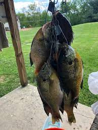 We did not find results for: Skillet Fish Tacos A Quick And Easy Way To Turn Panfish Into A Feast Backcountry Hunters And Anglers