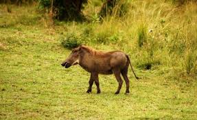 And vast wildlife on the background, washrooms available and uninterrupted. Lake Nakuru Nationalpark In Kenia