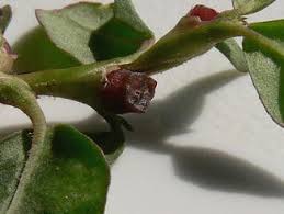 Image result for Trianthema salsoloides