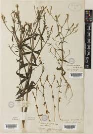 Image result for Canscora alata