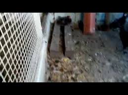 Tavuklarda Crd Problemi Youtube Veterinerler Saglik