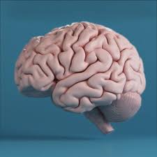 Human Brain 3d Max Brain Painting Brain Art Human Brain