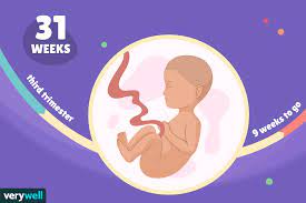 31 Weeks Pregnant Baby Development Symptoms And More
