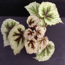 Image result for Begonia meyeri-johannis