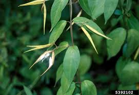 Image result for Vincetoxicum conspicuum