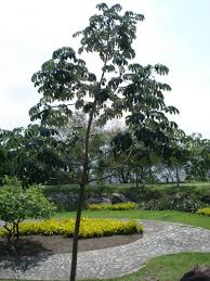 Image result for Cecropia pachystachya