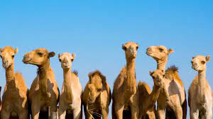 How much does google make? Camel San Diego Zoo Animals Plants