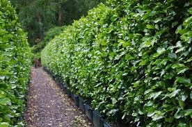 Making this a must for hedging in a formal garden. How To Plant A Hedge For Privacy Crewcut Lawn Garden
