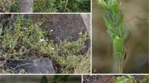Image result for Barleria grandipetala