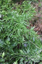 Image result for Asparagus suaveolens