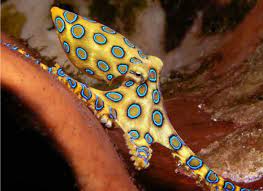 12 Blue Ringed Octopus Even The Pretty Animals Can Kill You The Blue Ringed Octopus Is A Venomous Creature Octopus Ocean Creatures Underwater Creatures