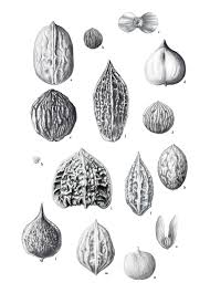 Image result for Juglandaceae