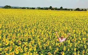 Generally, sunflower seeds are started directly in the garden. How We Grow Harvest Sunflowers Vine House Farm