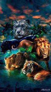 Soo Much Beauty Big Cats Photography Big Cats Art Wild Cats