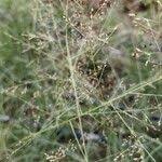 Image result for Sporobolus tenuissimus