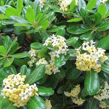 Image result for Pittosporum tobira