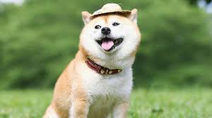 Hello i have a beautiful litter of akc stunning shiba inu puppies looking for forever homes! Shiba Inu Price Temperament Life Span