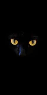 Big Black Cat Yellow Eyes Black Cat Yellow Eyes Portrait 1080x2160 Wallpaper Yellow Eyes Cat Portraits Black Cat