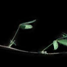 Image result for Rothia hirsuta