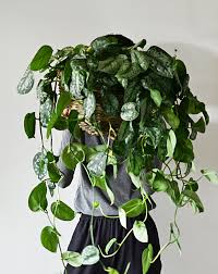 Check out our scindapsus silver selection for the very best in unique or custom, handmade pieces from our товары для рукоделия shops. Satin Pothos Vs Philodendron Silver Care Fieldnotes By Studioplants