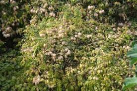 Image result for Cardiospermum grandiflorum