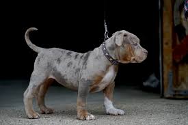 Unlike a pitbull, the xl bully lacks the aggressive drive. Blue Merle Pitbull Puppies For Sale 2018 Off 56