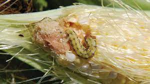 Maybe you would like to learn more about one of these? 5 Sweet Corn Pests Florida Growers Need To Guard Against Growing Produce