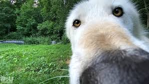 While we stay safe at home, bring the museum of tolerance into your virtual classroom! Virtual Field Trips Allow Students To Meet Wolves Through Computer Screens Wolf Conservation Center