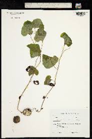 Image result for Aristolochia zenkeri