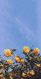 Pin On Flowers