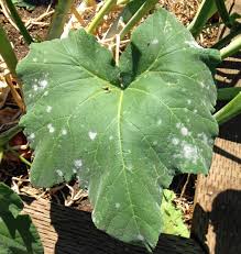 Image result for whitefly in cucumber