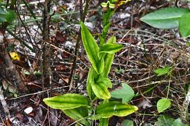 Image result for Habenaria tweedieae