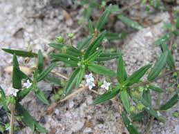 Image result for Oldenlandia goreensis