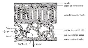 Diffusion In A Leaf Biology Units Science Biology Biology
