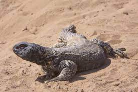 Spiny Tailed Lizard Uromastyx Is A Genus Of African And Asian Agamid Lizard Who Sponsored Affiliate Ad Lizard Tailed Agam Lizard Uromastyx Species