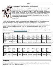Investigation dna proteins and mutations learn biology teaching biology biology lessons. Investigation Dna Proteins And Mutations 2 Kam Name Investigation Dna Proteins And Mutations Below Are Two Partial Sequences Of Dna Course Hero
