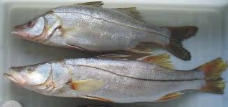 robalo