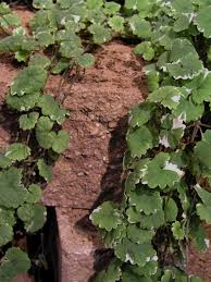 Maybe you would like to learn more about one of these? How To Kill Creeping Charlie Hgtv