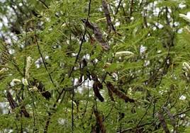Acacia Catechu Black Catechu Khadira Uses Benefits Dosage And Properties